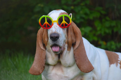 Close-up of dog with glasses 