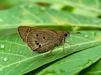 Close-up of butterfly on leaf