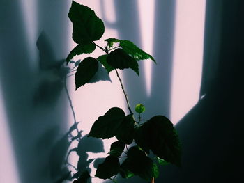 Close-up of ivy growing on tree