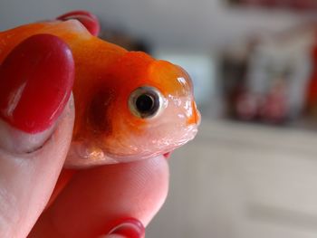 Close-up of red snake
