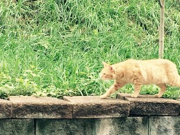 View of cat on field