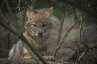 Portrait of dog in forest