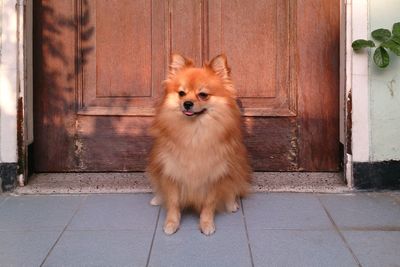 Portrait of dog on door