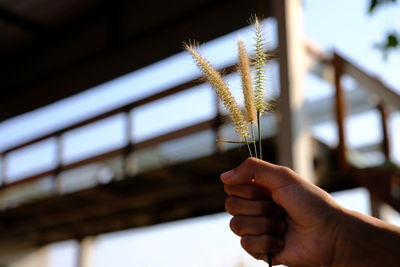 Close-up of hand holding plant