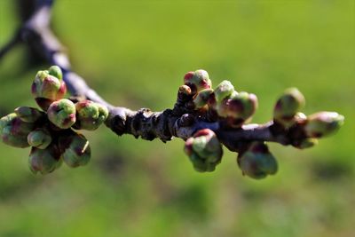 Close-up of berries growing on tree