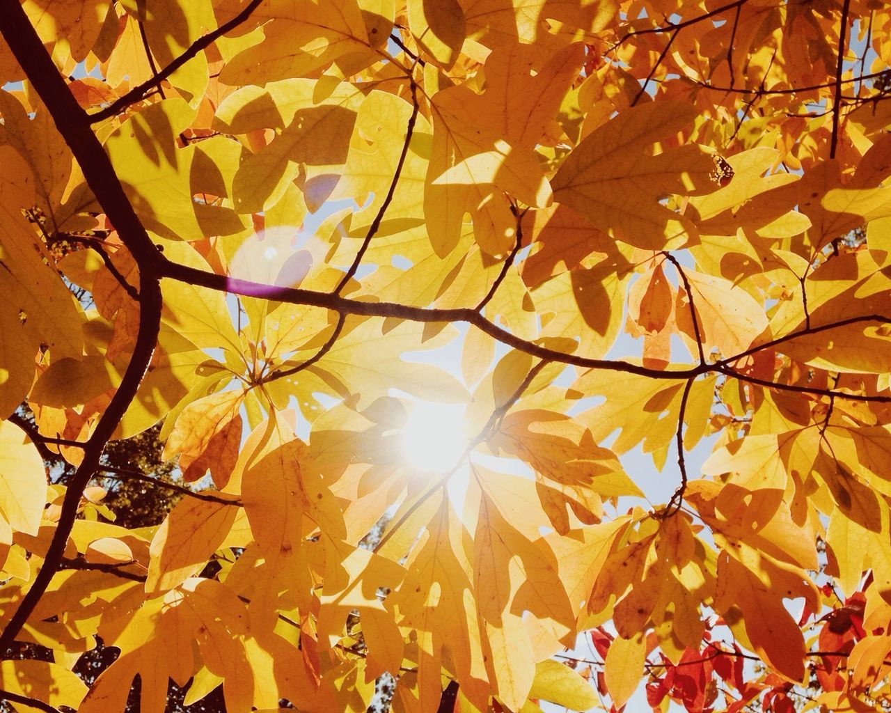 branch, tree, leaf, low angle view, autumn, sun, nature, growth, sunlight, change, beauty in nature, tranquility, season, sunbeam, full frame, backgrounds, day, outdoors, no people, yellow