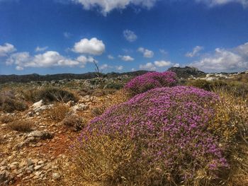 Purple flowering plants on field against sky