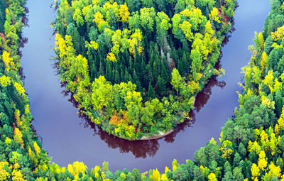 Trees along river in russia