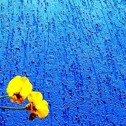 Close-up of flowers against blue sky