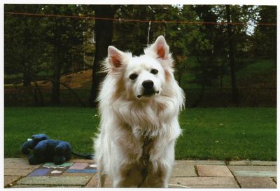 Portrait of dog on grass