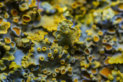 Full frame shot of yellow leaves and sea