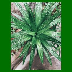 Close-up of wet plant leaves during rainy season