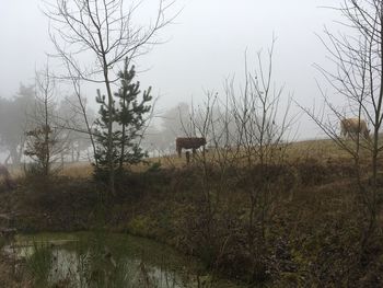 Horse on landscape against sky