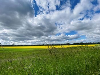 Scenic view of agricultural field against sky