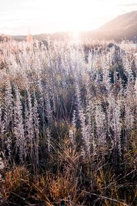 Scenic view of grassy field against sky
