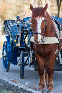 Horse cart on street