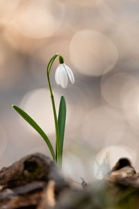 Close-up of white flowering plant