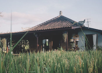 Plants growing on land by building against sky