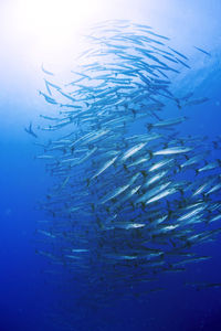 Low angle view of fish swimming in sea