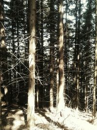 Bare trees in forest