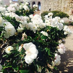 Close-up of white flowers