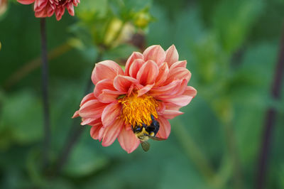 flowering plant