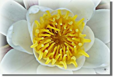 Close-up of yellow flowers