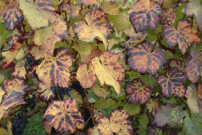 High angle view of maple leaves on tree