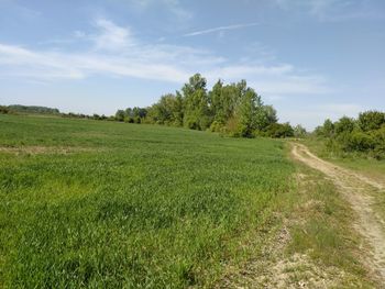 Scenic view of agricultural field against sky