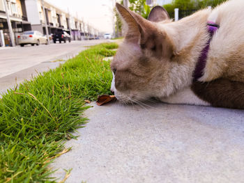 Close-up of cat