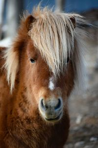 Close-up portrait of horse