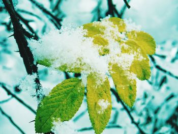Close-up of water drops on plant against sky