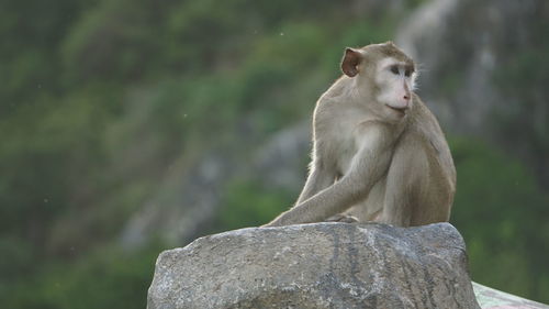 Monkey sitting on rock against blurred background