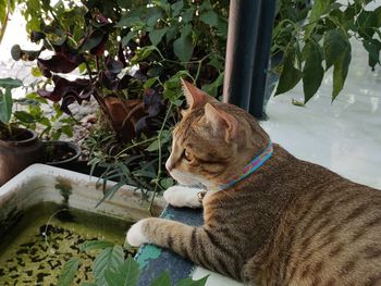 Cat sitting in a plant