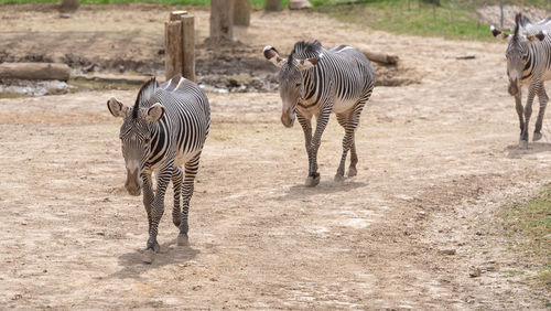 Zebra walking in a field