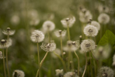 Close-up of dandelion growing on field