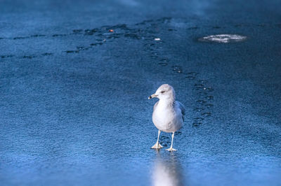 Seagull walking over wet sand during morning 