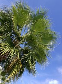 Low angle view of tree against sky