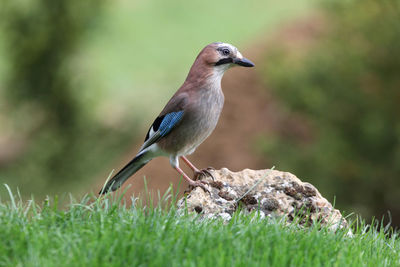 Close-up of bird perching on grass