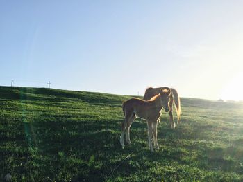 Horse standing in field