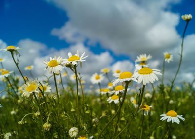 Close-up of yellow flowers blooming in field