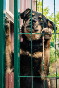 Close-up of dog