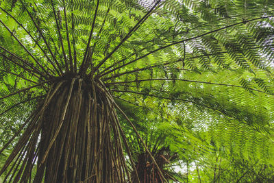 Low angle view of coconut palm trees