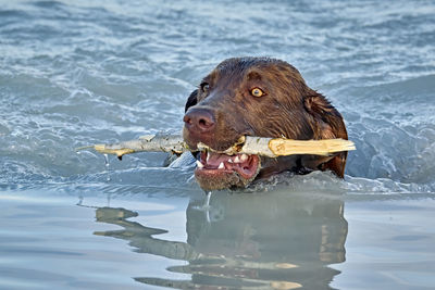 Close-up of dog with ball in mouth