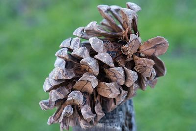 Close-up of pine cones on tree in field