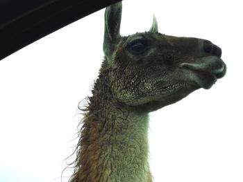 Close-up of an animal looking away