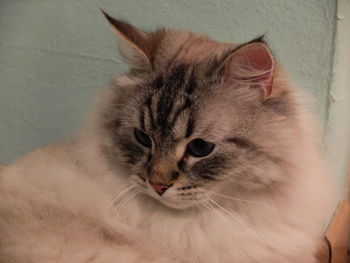 Close-up portrait of cat