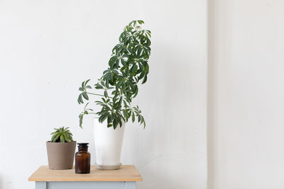 Composed flowerpot house plant on bedside tables