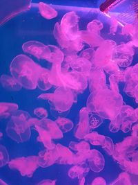 Close-up of jellyfish