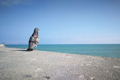 View of bird perching on beach against clear blue sky